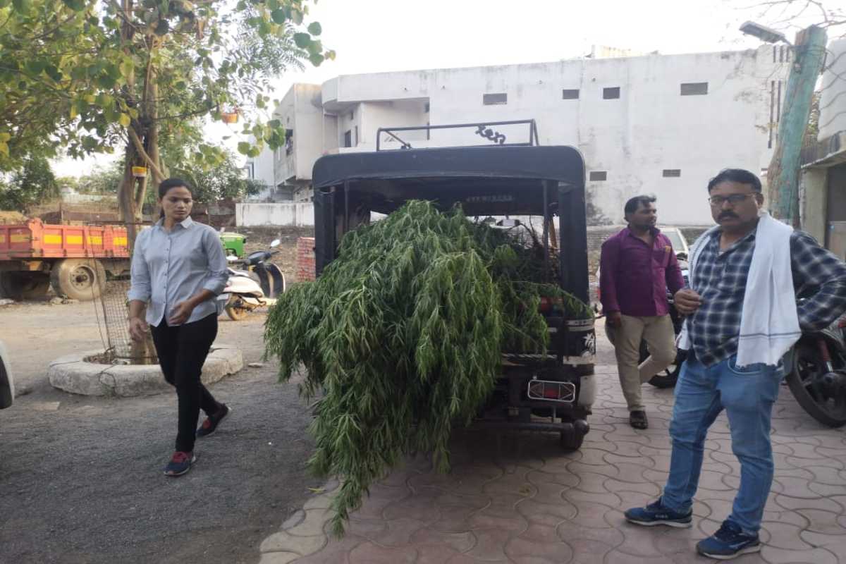 आयुर्वेदिक महाविद्यालयाच्या बागेमध्ये गांजाची लागवड, तब्बल 142 झाडे जप्त, अकोल्यातील धक्कादायक घटना