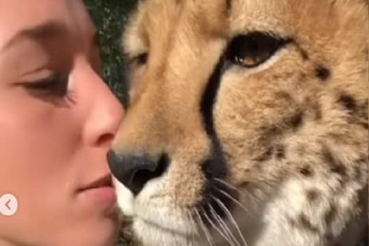 बापरे! चक्क चित्त्यालाच किस करायला गेली तरुणी आणि...; Shocking आहे Video चा शेवट