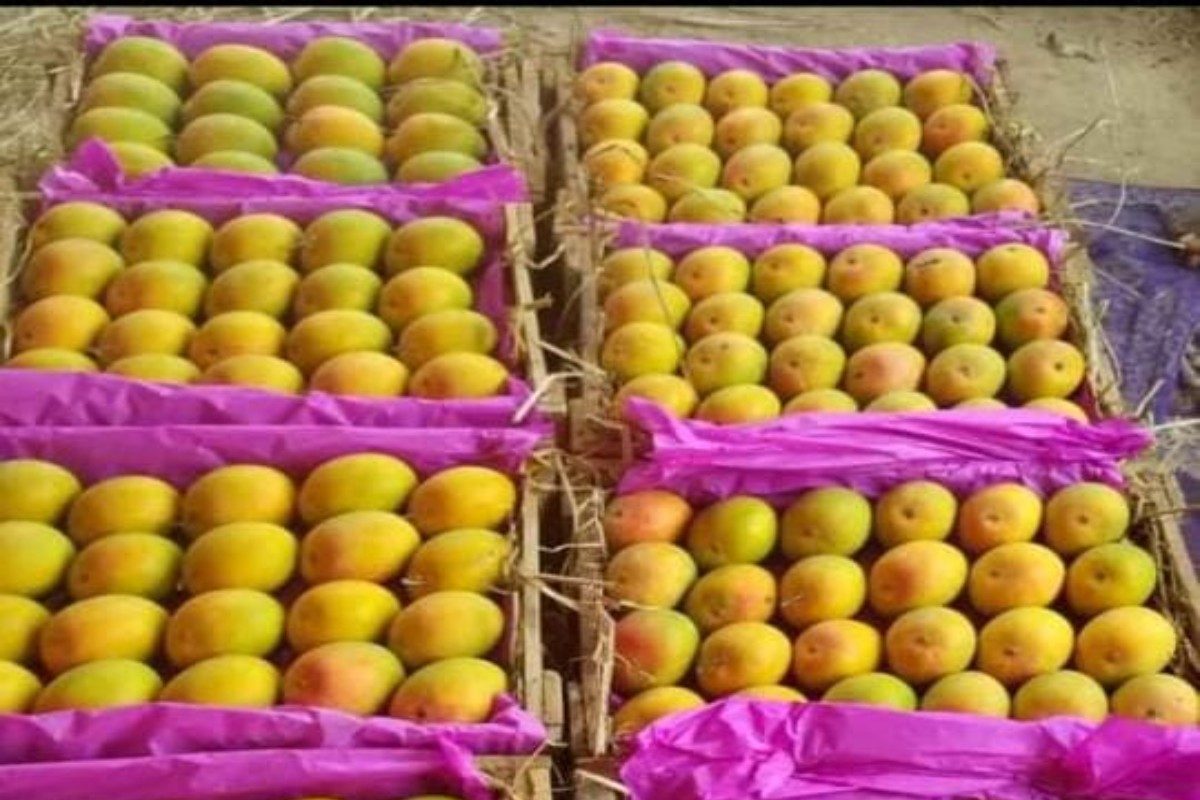 Alphonso export : कोकणच्या हापूसने अमेरिकेला लावलं वेड; पुण्यातून थेट White House मध्ये आंबा जाणार