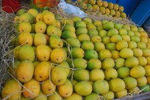 खूशखबर! यंदा बिनधास्त खाता येणार हापूस आंबा; आवक वाढल्याने दर होणार कमी?