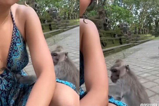 VIDEO बनवणाऱ्या तरुणीसोबत माकडाचं अश्लील कृत्य; पाहून तुम्हीही व्हाल शॉक