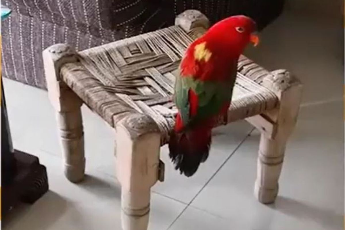 VIDEO: महिलेसोबत हिंदीमध्ये गप्पा मारताना दिसला पोपट; पक्षाचा अनोखा अंदाज जिंकेल तुमचं मन