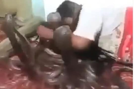 VIDEO: डझनभर विषारी कोब्रा सापांसमोर जाऊन झोपला व्यक्ती; पुढे जे घडलं ते पाहून उडेल थरकाप