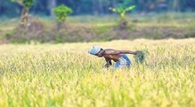 पीएम किसानच्या 11व्या हप्त्याचे 'या' शेतकऱ्यांना पैसे मिळणार नाहीत! पीएम किसानच्या 11व्या हप्त्याचे 'या' शेतकऱ्यांना पैसे मिळणार नाहीत!