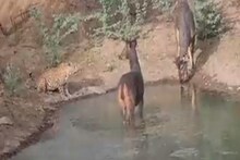 शिकार समोर असून बिबट्याने केला नाही हल्ला; VIDEO पाहून कारण सांगू शकाल का?