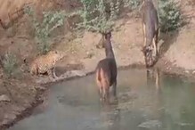 शिकार समोर असून बिबट्याने केला नाही हल्ला; VIDEO पाहून कारण सांगू शकाल का? शिकार समोर असून बिबट्याने केला नाही हल्ला; VIDEO पाहून कारण सांगू शकाल का?