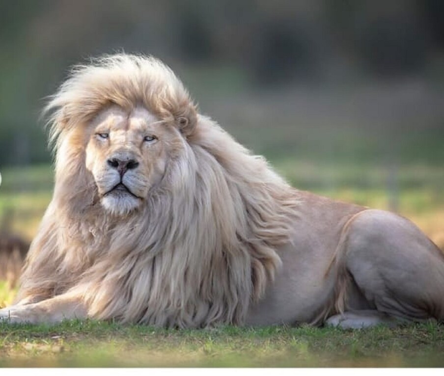 याआधी दक्षिण आफ्रिकेतील (South Africa) ग्लेन गॅरीफ कंझर्वेशन लायन सँच्युरीतील सिंहानेही असंच सर्वांचं लक्ष वेधून घेतलं होतं. पांढऱ्या रंगाचा हा सिंह, जो खूप दुर्मिळ आहे. (फोटो सौजन्य - फोटोग्राफर सायमन नीडहॅम इन्स्टाग्राम)
