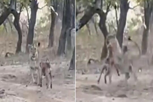 साध्या श्वानाने जंगलाच्या राजावर जंगलातच घुसून केला हल्ला; काय झाला लढाईचा शेवट पाहा VIDEO