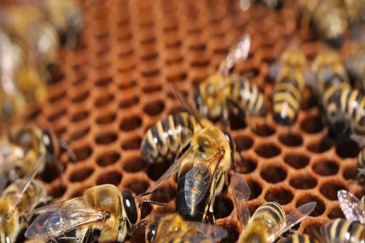 देशातील पहिलं मधाचं गाव महाराष्ट्रात साकारले जाणार; उद्योगमंत्री सुभाष देसाईंची माहिती