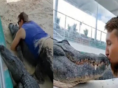 Man kissing and hugging crocodile scary romance video viral man vs wild  animal mhpl - Shocking Video - मिठी मारत थेट मगरीलाच किस करायला गेला तरुण;  धक्कादायक शेवट – News18 लोकमत