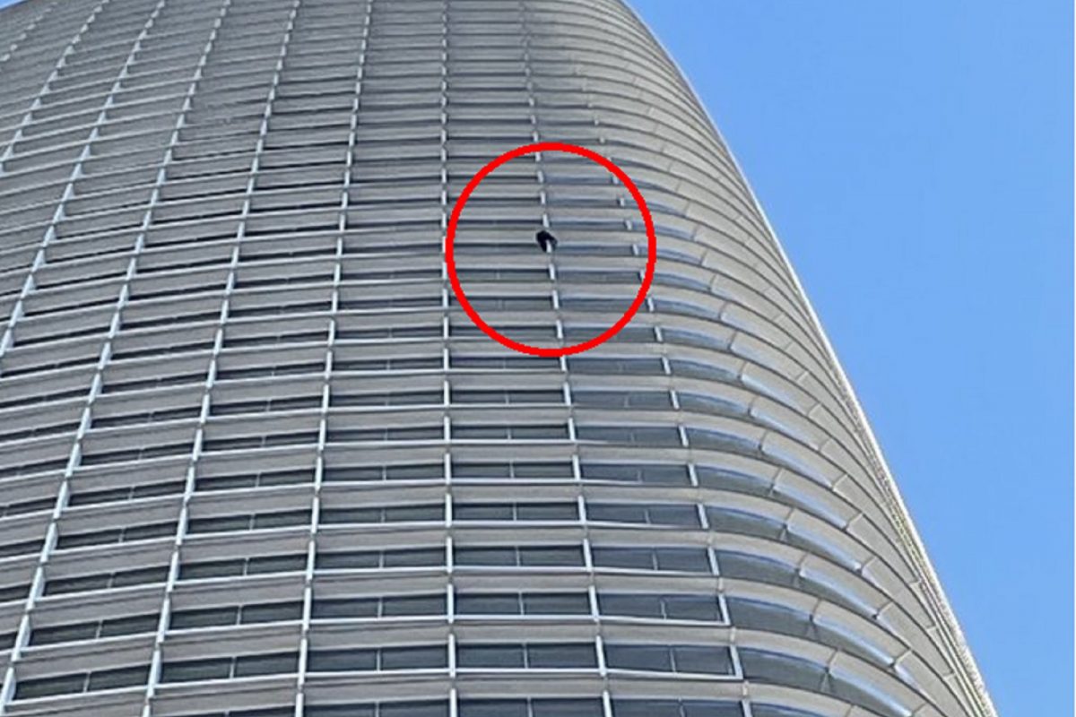 Shocking! Spiderman सारखा 60 Floor Tower वर चढला तरुण आणि...; काळजाचा ठोका चुकवणारा VIDEO