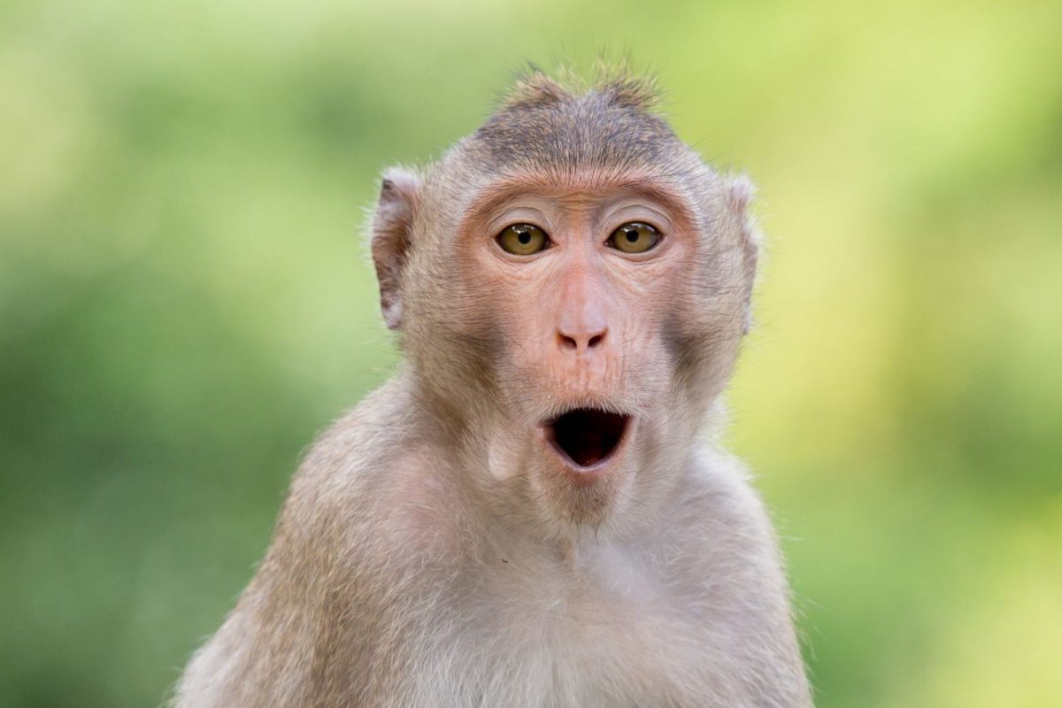 Monkeypox Virus: कोरोनानंतर जगावर 'मंकीपॉक्स'चा धोका! जाणून घ्या संसर्गजन्य आजाराची लक्षणे आणि उपचार