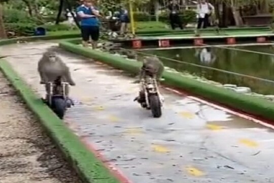 OMG! चक्क माकडांनी सुसाट पळवली Bike; Rider Monkeys चा Video पाहून थक्क व्हाल
