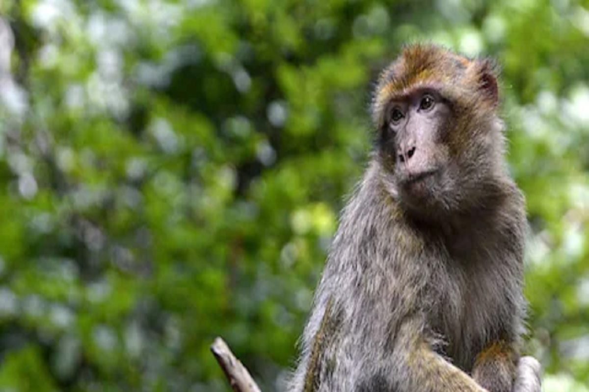 डासांऐवजी आता माकडं पसरवतायेत जीवघेणा Malaria; प्रशासनाने जारी केला Alert