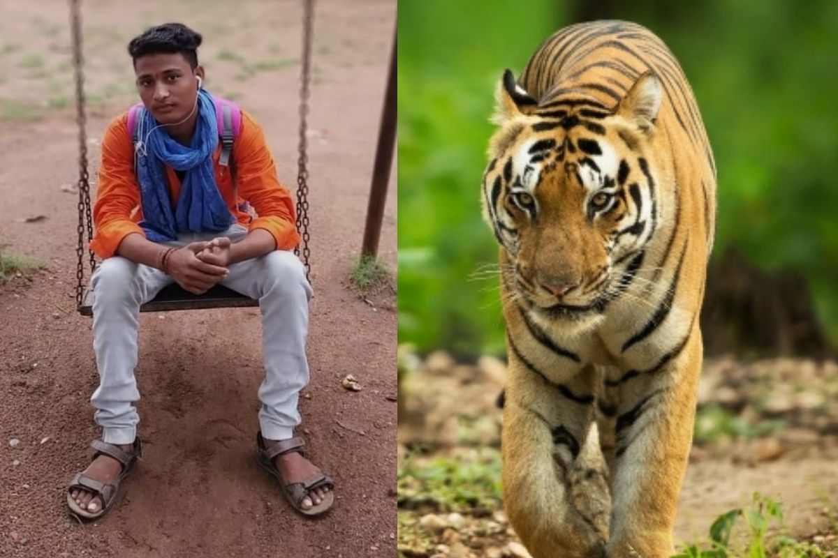 मैत्रिणीसोबत जंगलात गेला अन् वाघाने पाडला तरुणाचा फडशा, गडचिरोलीतील धक्कादायक घटना