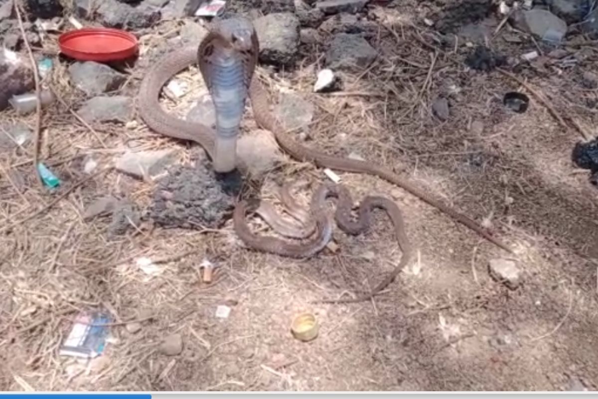 आपली प्रेयसी आपल्याला सोडून गेली यावर नागाचा विश्वास बसत नव्हता. त्यामुळे तो तिच्या मृतदेहाजवळ फणा उभारून बसला होता.