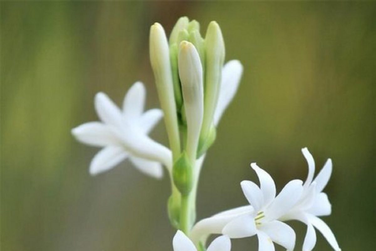 Vastu Tips: घरात सकारात्मकता, संपन्नता राहण्यासाठी 'या' दिशेला लावावं निशिगंधाचं झाड