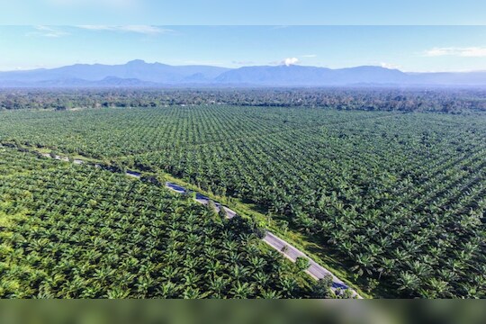 Palm oil : गहू, साखर, तांदळानंतर 'या' क्षेत्रात भारत होणार आत्मनिर्भर, उत्पादन वाढवण्यासाठी राबवल्या योजना