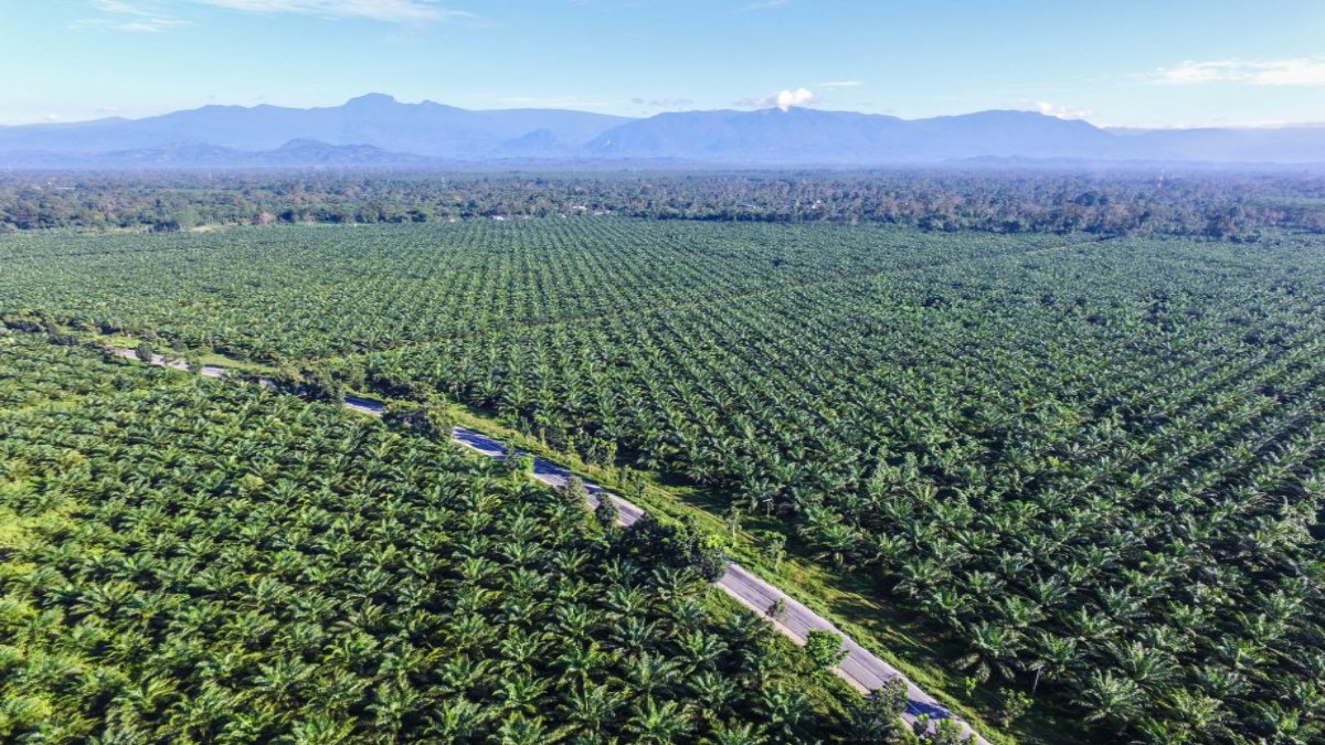 Palm oil : गहू, साखर, तांदळानंतर 'या' क्षेत्रात भारत होणार आत्मनिर्भर, उत्पादन वाढवण्यासाठी राबवल्या योजना
