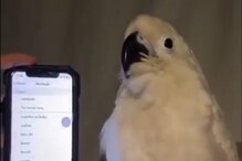 SO SWEET! या पोपटाचं टॅलेंट पाहून सर्वजण झाले थक्क; एकदा पाहाच हा VIDEO SO SWEET! या पोपटाचं टॅलेंट पाहून सर्वजण झाले थक्क; एकदा पाहाच हा VIDEO