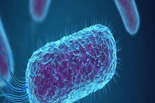 Alert! Coronavirus नंतर आता Shigella Bacteria चा कहर; 58 रुग्ण, एकाचा मृत्यू Alert! Coronavirus नंतर आता Shigella Bacteria चा कहर; 58 रुग्ण, एकाचा मृत्यू