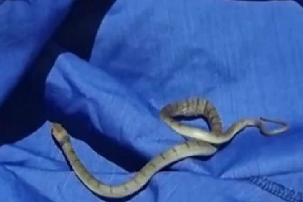 बापरे! श्वानाच्या तोंडात घुसला जगातील सर्वात विषारी साप; वाचवण्यासाठी मालकिणीने हात टाकला अन्...