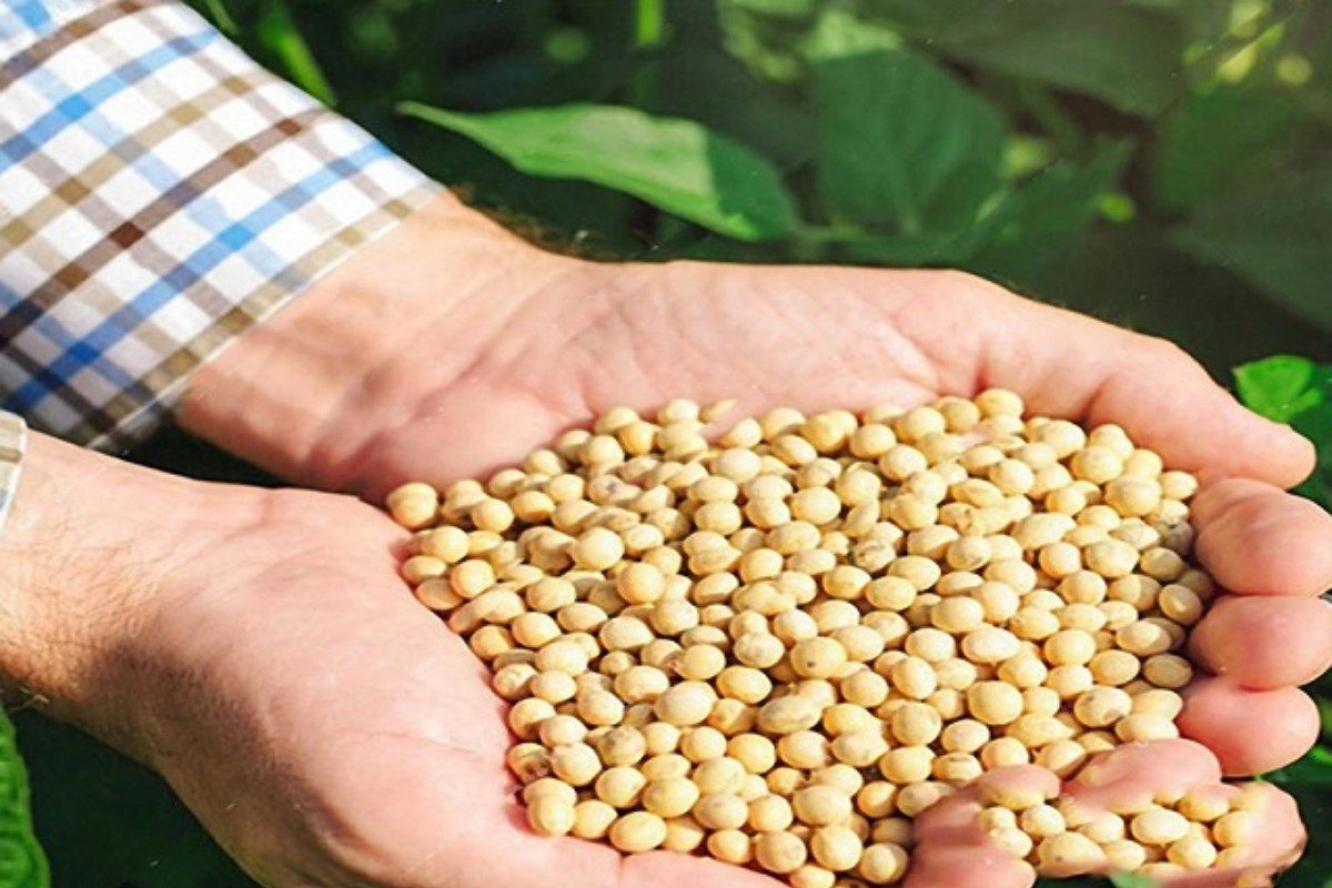 यंदाच्या खरिपात शेतकऱ्यांची सोयाबीनला पसंती; पेरणीपूर्वी उगवण चाचणी घेण्याचा तज्ज्ञांचा सल्ला