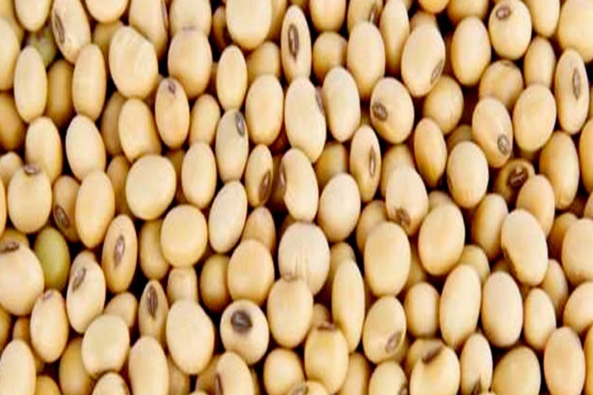 Soybean varieties : पावसापासून बचाव करणाऱ्या सोयाबीनच्या ‘या’ जातींमुळे शेतकऱ्यांना होणार फायदा!
