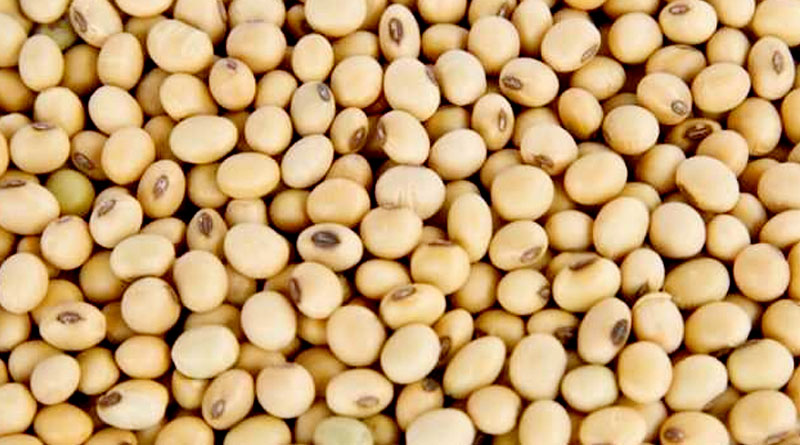Soybean farmer : ‘या’ जिल्ह्याचा नादच खुळा! उन्हाळी सोयाबीन उत्पादनात राज्यात अग्रेसर
