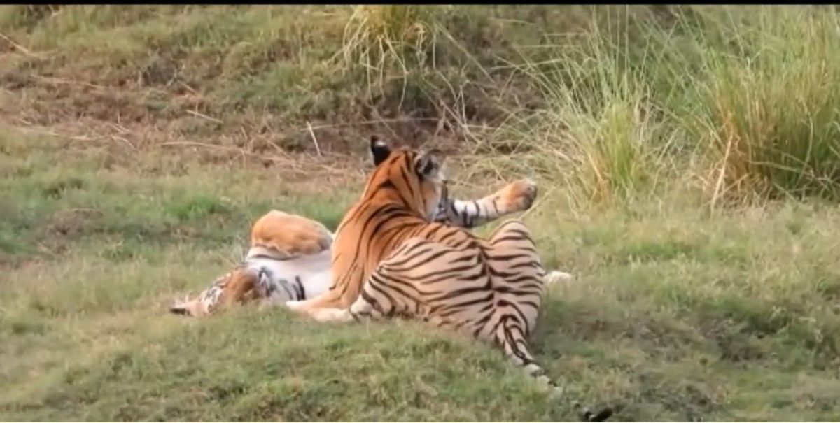 Nagpur Umred Tiger Project : हा एक VIDEO तुमचा दिवस छान करेल! 'शेरी'चे पाच बछडे एकाच वेळी दिसले