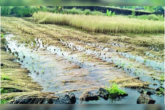 Untimely Rain : अवकाळी पावसाचा हंगामी पिकांना फटका, पश्चिम महाराष्ट्रातील अनेक जिल्ह्यात नुकसान