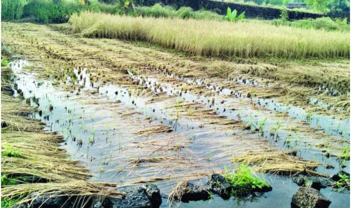 Untimely Rain : अवकाळी पावसाचा हंगामी पिकांना फटका, पश्चिम महाराष्ट्रातील अनेक जिल्ह्यात नुकसान