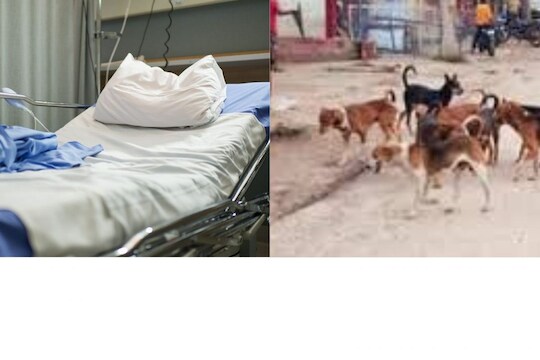 रुग्णालयातून कापलेला हात घेऊन कुत्रा पळाला, रुग्णाला आयुष्यभरासाठी अपंगत्व; कुटुंबीयांकडून संताप 