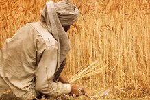 जगाला गहू निर्यात करणाऱ्या भारतात मैदा का महाग झालाय? हे आहे महत्वाचं कारण जगाला गहू निर्यात करणाऱ्या भारतात मैदा का महाग झालाय? हे आहे महत्वाचं कारण