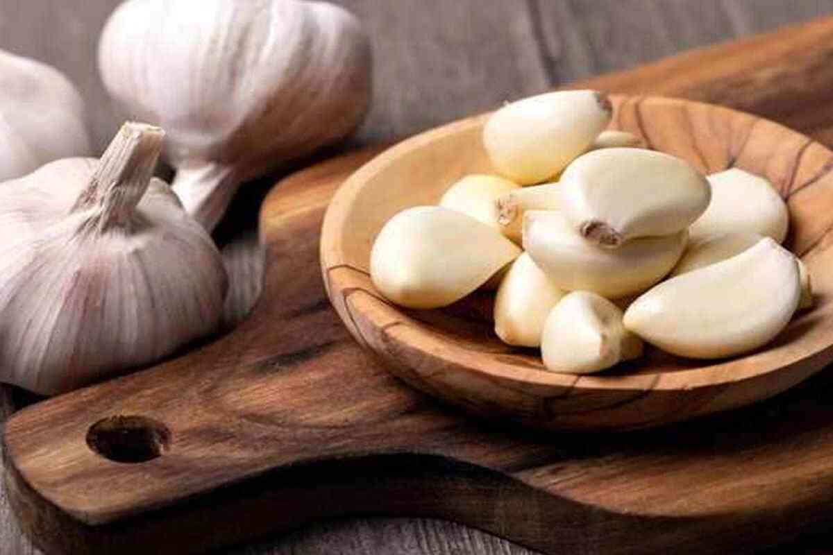 'या' पिकाच्या उत्पन्नामुळे शेतकरी होणार मालामाल, जाणून घ्या, कशी आहे शेतीची प्रक्रिया