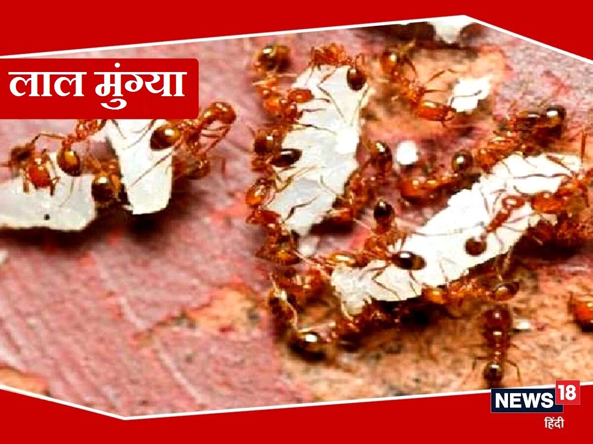 News18 Lokmat