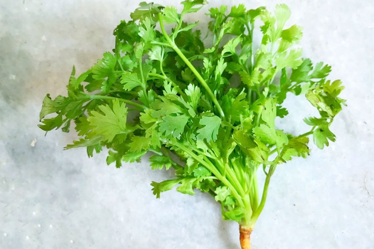 Benefits of coriander leaves: हार्टपासून मेंदूपर्यंत कोथिंबीरीचे इतके फायदे तुम्हाला माहीत नसतील
