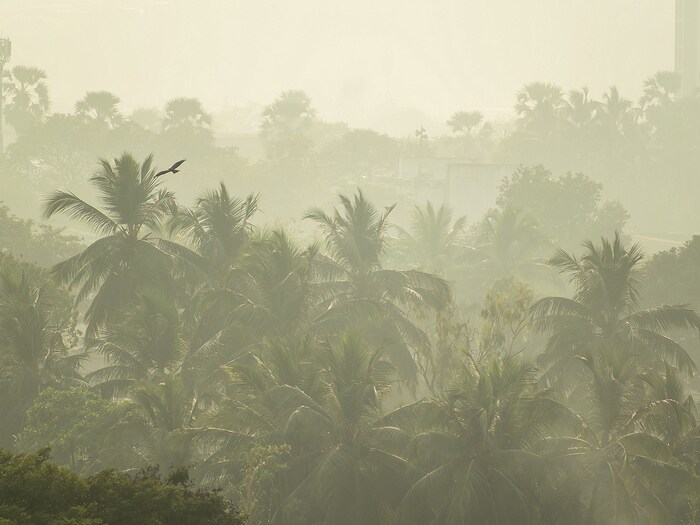 वायू प्रदूषणाच्या (Air Pollution) बाबतीत, नायट्रोजन ऑक्साईड (Nitrogen oxides) उत्सर्जन हे जगातील सर्वाधिक वितरित वायु प्रदूषकांपैकी एक आहे. त्यांच्या प्रदूषणामुळे झाडांच्या पानांचे खूप नुकसान होऊन त्यांची वाढ खुंटते, असे सांगितले जाते. नायट्रोजनचे ऑक्साइड ट्रॉपोस्फियरमध्ये ओझोन आणि एरोसोल देखील तयार करतात. त्यामुळे पिकांना योग्य प्रमाणात सूर्यप्रकाश मिळत नाही. (प्रतिकात्मक फोटो: शटरस्टॉक)