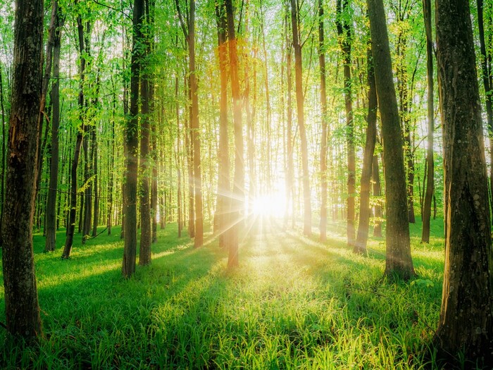 याशिवाय, वेगवेगळ्या हवामानात प्रकाशसंश्लेषण (Photosynthesis) आणि झाडांची वाढ वेगळ्या पद्धतीने प्रतिसाद देत असल्याचेही अभ्यासात आढळून आले आहे. यावरून हे देखील दिसून येते की सध्याच्या कार्बन शोषणाच्या निकषांमुळे (Carbon storage Capacity) जंगलांची कार्बन साठवण क्षमता जास्त आहे. (प्रतिकात्मक फोटो: शटरस्टॉक)