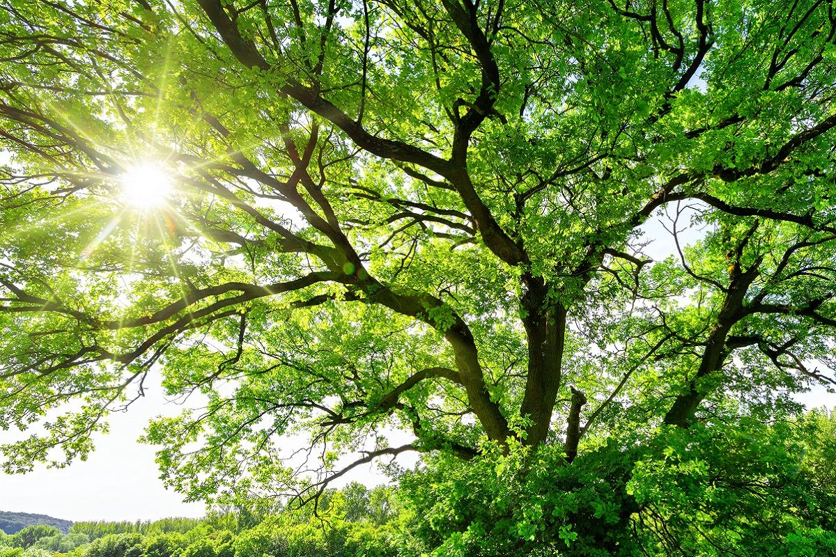 वेदनेने जोरजोरात किंचाळतात झाडे-वनस्पती