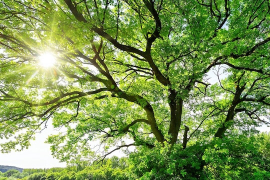 वेदनेने जोरजोरात किंचाळतात झाडे-वनस्पती