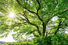 वेदनेने जोरजोरात किंचाळतात झाडे-वनस्पती; संशोधनात मोठा दावा