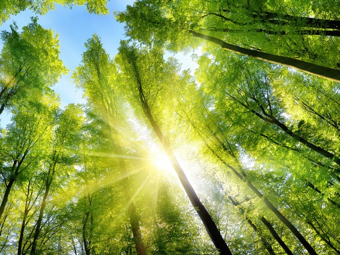 वातावरणातील कार्बन प्रकाशसंश्लेषण (Photosynthesis) आणि वनस्पतींच्या वाढीस मर्यादित करते असे मानले जाते. जास्त कार्बन म्हणजे जास्त वाढ म्हणजे जास्त स्टोरेज. पण तसं असलंच पाहिजे असं नाही. संशोधन दर्शविते की जंगलातील कार्बन साठवण क्षमता तापमान, पाणी आणि पौष्टिक उपलब्धता यासह इतर घटकांसाठी देखील संवेदनशील आहे. याचा अर्थ असाही होतो की, जागतिक जंगलांच्या कार्बन संचयन क्षमतेच्या अंदाजातील सर्वात मोठी अनिश्चितता ही जंगलांची कार्बन शोषणाची प्रक्रिया आहे. (प्रतिकात्मक फोटो: शटरस्टॉक)