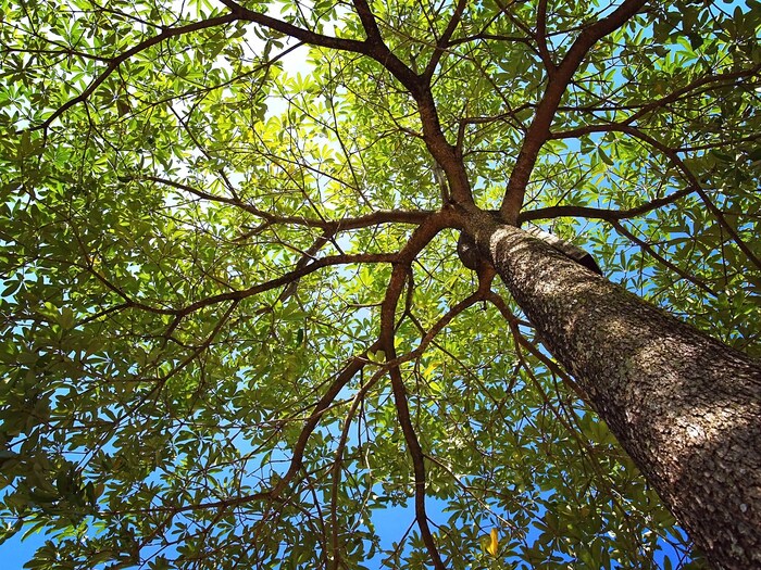 जंगलातील कार्बन शोषण (forest carbon absorption) आणि लाकडाची वाढ यांच्यातील संबंध अधिक चांगल्या प्रकारे समजून घेण्यासाठी, संशोधकांनी जगभरातील 78 जंगलांमधून प्रकाशसंश्लेषणाद्वारे झाडांमध्ये साठवलेल्या कार्बनचे प्रमाण मोजले आणि त्याची तुलना झाडांच्या सालीतील ट्रि रिंग डेटाच्या वाढीच्या डेटासोबत केली. संशोधकांना असे आढळून आले की प्रकाशसंश्लेषण आणि झाडाची वाढ या दोन अतिशय भिन्न गोष्टी आहेत आणि त्यांच्यात थेट संबंध नाही. (प्रतिकात्मक फोटो: शटरस्टॉक)