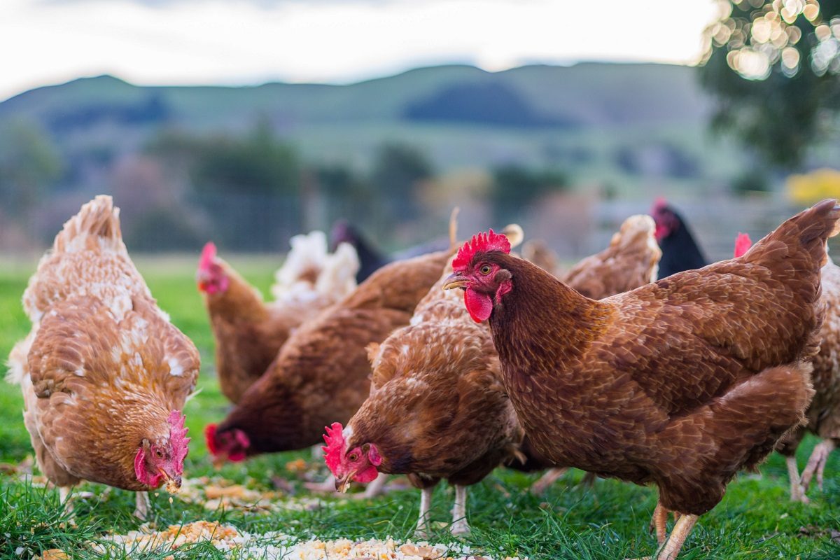 शेजारच्यांनी कोंबडीचं तगंडच तोडलं; रागावलेल्या मालकिणीकडून पोलिसात गुन्हा दाखल