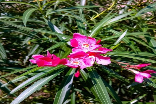 kaner leaves: कण्हेरची पानं अनेक आजारांवर आहेत गुणकारी; अशा पद्धतीनं करा वापर