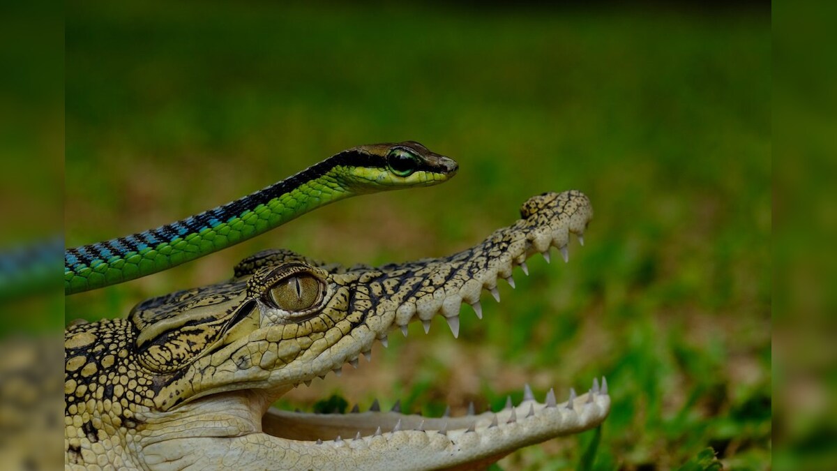 Coldblooded Animals The Key To Long Life Big Study Explores Mh Pr