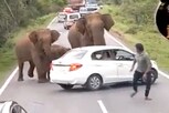 हत्ती कारसमोर आल्यावर कारचालकाची उडाली तारांबळ, Forest Officer म्हणाला, अशावेळी