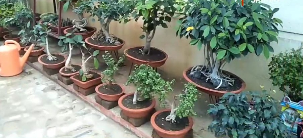 Akola : 35 वर्षांचं बोन्साय झाड पाहिलंय का? अनुराधा ढवळे यांच्या घरातील सुंदर 'बोन्साय गार्डन'चा पहा VIDEO