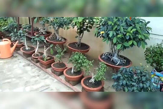 Akola : 35 वर्षांचं बोन्साय झाड पाहिलंय का? अनुराधा ढवळे यांच्या घरातील सुंदर 'बोन्साय गार्डन'चा पहा VIDEO